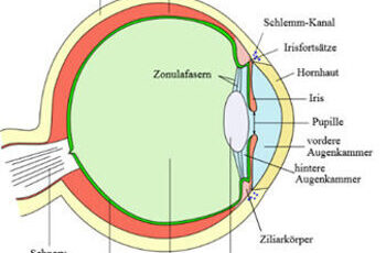 Das menschliche Auge – ein Wunder der Natur